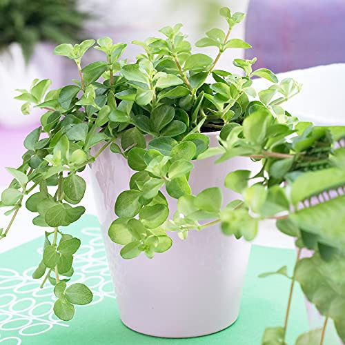 Peperomia rotundifolia | Trailing Jade Plant | Compact 10-15cm Potted Houseplant