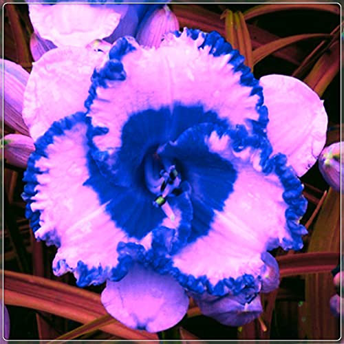 Pianta decorativa magica,Elementi essenziali per il giardinaggio,issimi fiori ornamentali,Rizoma Hemerocallis-10 Rizomi,B