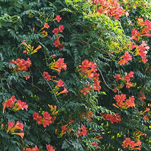 rote trompetenblume samen - klettertrompete Campsis grandiflora - kletterpflanzen bienenfreund gartengeschenke indoor historisches saatgut extrem winterharte kübelpflanzen garten blumen 300 Stück