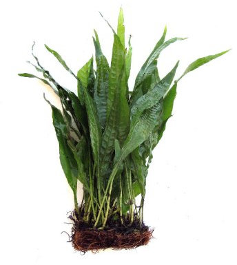 SubstrateSource Java Fern Half Mat Live Aquarium Plant Microsorum pteropus