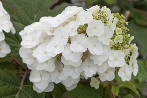 Hydrangea quercifolia 'Pee Wee' 9x9 cm Topf – Winterhart, Mehrjährig, Pflegeleicht – Eichenblatthortensie – Zierstrauch für Garten & Kübel