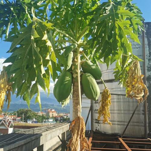Semillas de plátano indio,interior,jardín,coloridas jardín resistentes balcón,resistentes en maceta orgánicas,al aire libre.100pcs