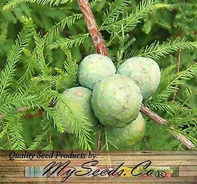 (10) Cipresso calvo settentrionale, Taxodium distichum Semi del Nord, Albero