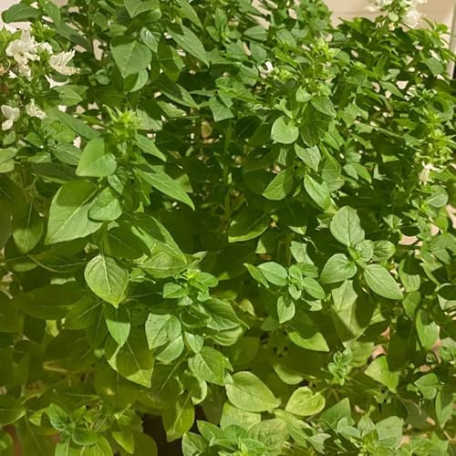 semillas de albahaca - jardín perenne resistentes exteriores balcón 150pcs