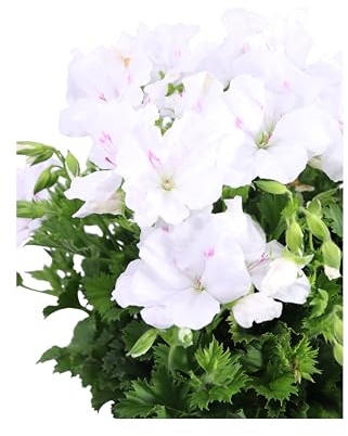 Pianta di Geranio diverse varietà pianta da esterno ornamentale fiori vari colori pianta decorativa vera venduta da eGarden.store (Geranio Macranta Bianco v.17 cm)