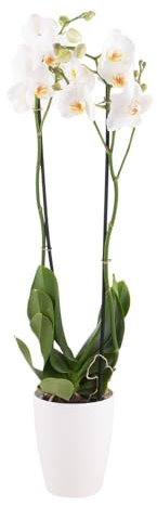 Orchidee Weiß, Topfgröße 12 cm, blühende Zimmerpflanze, Phalaenopsis mit zwei Rispen, Höhe circa 70 cm, Orchideenversand, echte Orchidee