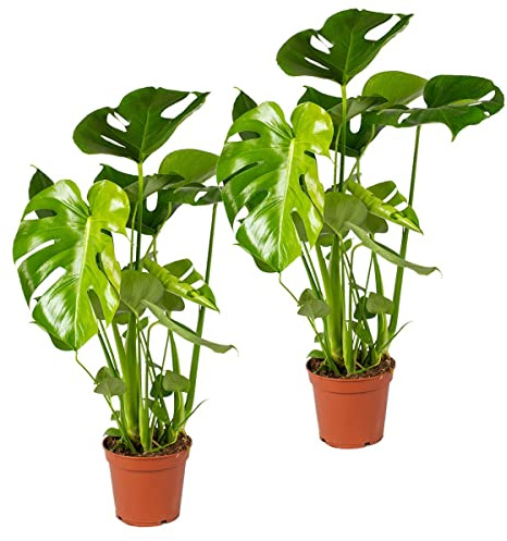 Bloomique - Lot de 2 - Monstera Deliciosa - Monstera - Dépolluante - Facile à entretenir - Hauteur 50-60 cm - Pot 17 cm