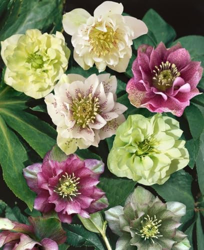 Helleborus x orientalis 'Double Ellen Red' 11x11 cm Topf – Winterhart, Mehrjährig, Pflegeleicht – Lenzrose – Staude für Garten & Kübel