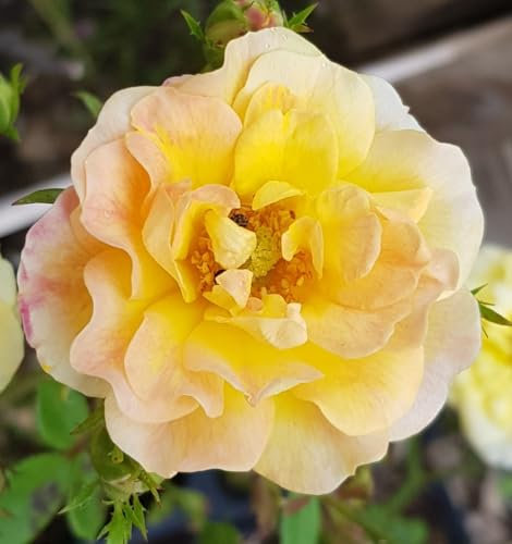 Rosa 'The Fairy Yellow' / Rosier Couvre-sol 'The Fairy Jaune' / Godet