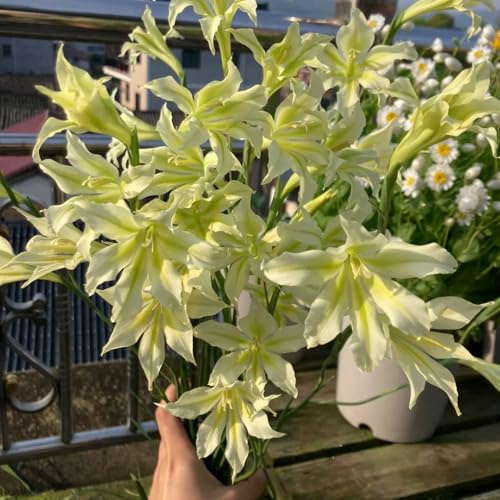 bulbi di gladiola resistente - giardino interno esotiche decorazione balcone in vaso 3pcs