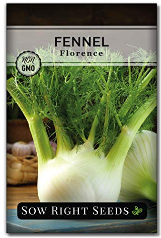 Sow Right Seeds - Florence Fennel Seed for Planting - Non-GMO Heirloom Packet with Instructions to Plant and Grow in Your Herbal Garden - Great for Seasoning and Cooking - Attract Pollinators (1)