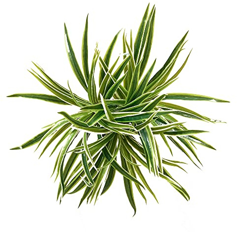 3 PCS Artificial Spider Leaves Plant Simulation Greenery Grass Faux Chlorophytum Orchid Bush Indoor Outdoor Home Garden Office Decoration, Green With White