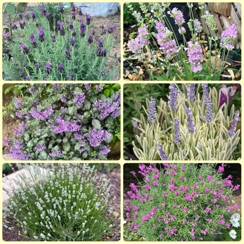 Semillas de lavanda, Comprar de lavanda semillas exóticas decoración del jardín exterior regalos 500pcs