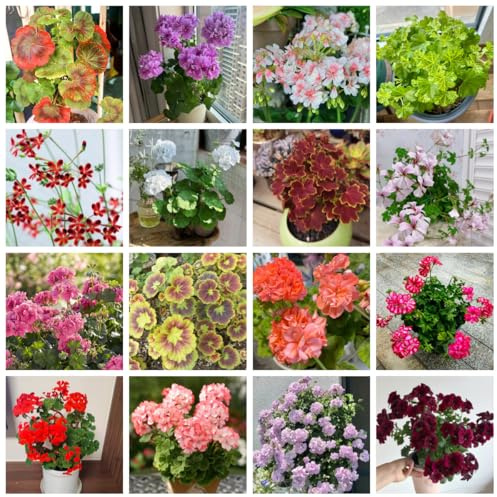 semillas de geranio de cortadas geranios pelargonios colgantes cubierta perenne resistente 300pcs