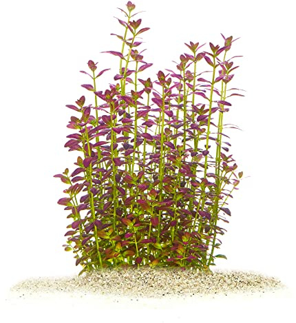 Rotala ramosior Florida – *TOP-Raritet* x 1 linning – vattenväxter för akvarier