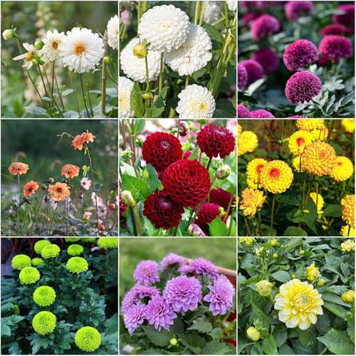 Bulbos de dalia - resistentes para el jardín jardín dalias bulbos perennes resistentes exóticas primaveral de 8pcs