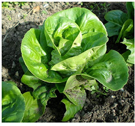 PREMIER SEEDS DIRECT - Lettuce Seeds - Little GEM - 6 Grams