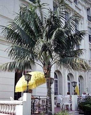 5 Semi di TPF219 Kentia Palm (Howea Forsteriana): Only seeds