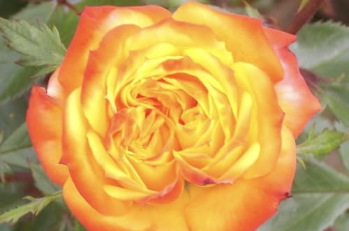 Irish Eyes - Floribunda Rose - Bare Root