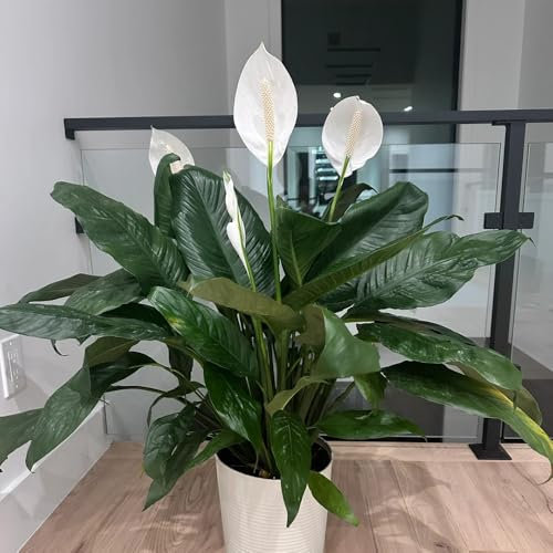 einblatt pflanze samen, pflanzensamen, hochbeet samen balkonpflanzen winterhart mehrjährig, pflanzen balkon deko wohnzimmer, pflanzen winterhart draußen pflanzen, winterharte pflanzen 10pcs