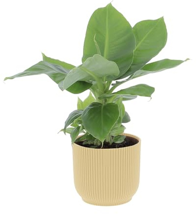 KENTIS - Musa Acuminata Dwarf Cavendish - Banano Pianta Vera - Altezza 30-40 cm e Vaso Ø 13 cm