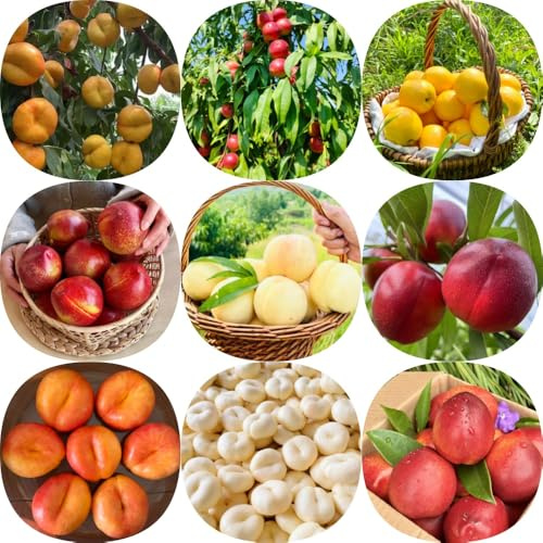 Nektarinenbaum - balkongewächshäuser obstbäume kaufen exotische obstsamen balkonpflanzen säulenobst obstpflanzen seltene 16Samen