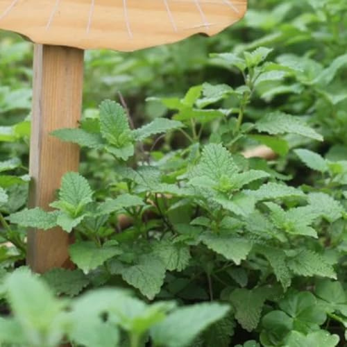semillas de melisa - de balcón, verdes raro exótico jardín semillas cultivo jardín resistentes en exteriores 300pcs