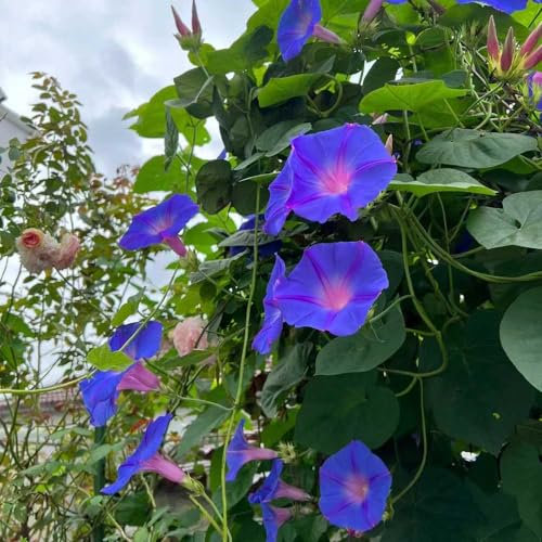 500 pcs prunkwinde samen mehrjährig, wildblumen, winterharte stauden (Ipomoea purpurea) blumenwiese samen mehrjährig, hochbeete für garten blumen pflanzen, ostergeschenke schnittblumen,