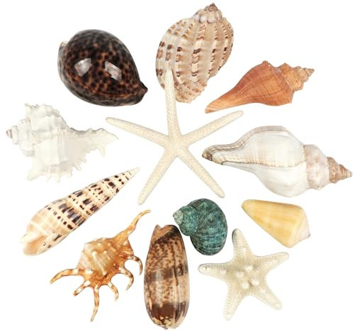 12 PCS Large Seashells Mixed Beach Sea Shells and Ocean Starfish,Natural Colorful Sea Shells Starfish Up to 16CM, Large Seashells Perfect for Beach Theme Party Home Decor DIY Crafts Fish Tank Decor