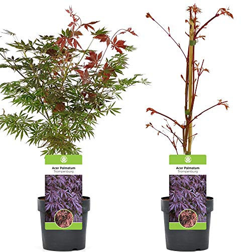 Acer palmatum Trompenburg | Érable du Japon Plante de jardin à feuilles caduques Arbuste en pot