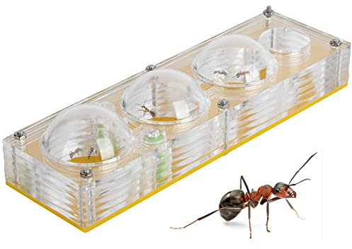 Boîte D'élevage De Fourmis, Nids D'élevage De Fourmis En Acrylique, Ferme De Fourmis, Boîte D'exposition De Fourmis, Jouet De Maison De Fourmis