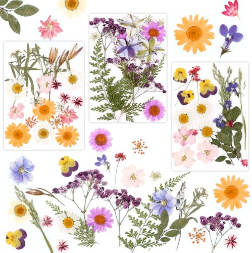 MXTIMWAN Fiori Secchi Decorativi 66 Pz,Flowers Naturali Misti Set,Naturali Pressati Fiori Pressati Secchi,Fiori Pressati Secchi Per candele fai da te,resina,scrapbooking,artigianato e decorazioni