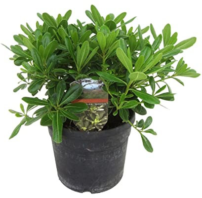Plant in a Box - Pittosporum tobira nanum - Laurier Australien - Pot 19cm - Hauteur 30-40cm