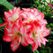 Bulbi di Amaryllis. Pianta perenne per un giardino facile da coltivare-2bulbi-G