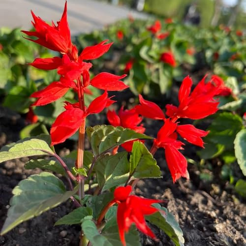 Semi Salvia splendens riverdimento tetti interni perenni resistenti, primavera 400pcs