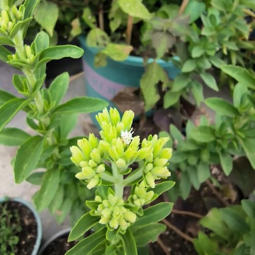 semillas de stevia, semillas orgánicas Stevia rebaudiana, cocina de jardín 500pcs