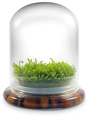 Bloomify Live Sundew Carnivorous Plants Live – Self-Growing Moss – No Maintenance Terrarium – Long-Lasting - Ecosystem