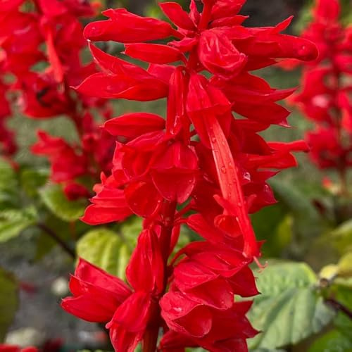 Semi di salvia antincendio - biologici, giardino splendens balcone, biologici per luoghi soleggiati esterno 550pcs