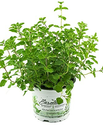 Orégano, 1 planta fresca de cocina