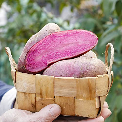 Rote Kartoffelsamen - Solanum Tuberosum - Kartoffelsamen Für Stadt- Oder Außengärten,Widerstandsfähig Und Frisch - Bauen Sie Das Beste Gemüse Zu Haus 50 Stück (Rot)