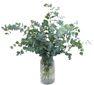 FLORES SOLIDARIAS - Ramos de Flores Naturales Eucalipto - Ramo Fresco de Calidad para Regalo, San Valentín, Día de la Madre, Bodas, Aniversarios, Cumpleaños y Decoración del Hogar