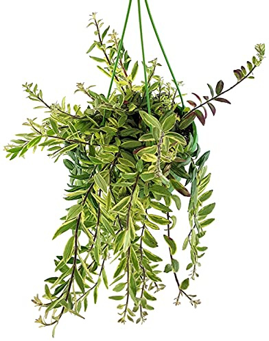 Fangblatt - Aeschynanthus Bolero Bicolor - panaschierte Schamblume - exotische Sinnblume im Ø 14 cm Ampeltopf - Zimmerpflanze zum Hängen