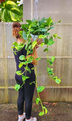 POWERS TO FLOWERS - POTOS SCINDAPSUS AUREUM STRASCICO MINIMO 100CM, Vaso 20cm DIAMETRO, Piante Vere