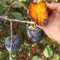 50 Pcs Diospyros Digyna Samen - Black Persimmon - Überwinterungsschutz Für Pflanzen, Seltene Pflanzen Black Sapote Chocolate Pudding, Kaki Samen, Kakibaum, Topfpflanzen Draußen Winterhart,