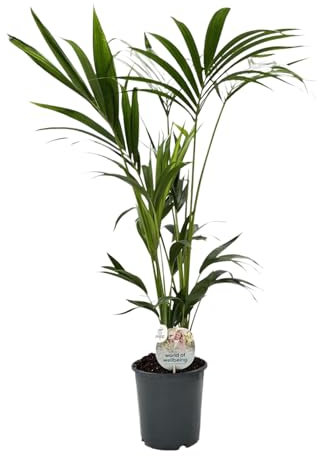 Trendyplants - Kentia Palm - Howea Forsteriana - Zimmerpflanze - Höhe 120-140 cm - Topfgröße Ø21cm