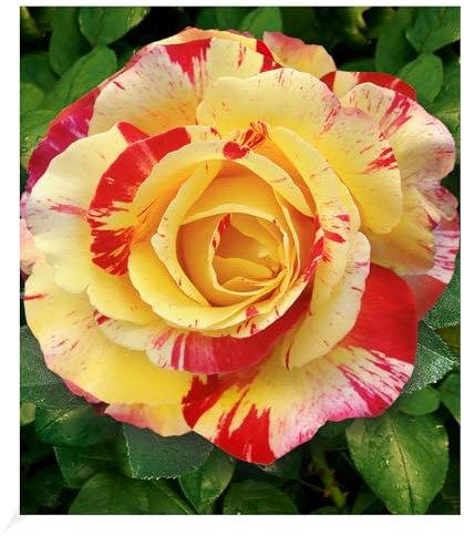 BALDUR Garten Delbard® Malerrosen® 'Camille Pissaro®', 1 Pflanze, Edelrose, winterhart, mehrjährig, blühend, Schnittblume, Rosa Hybride, Rosen-Rarität