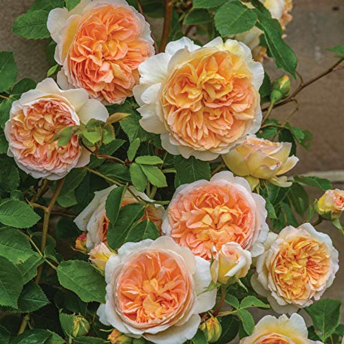 David Austin 'Bathsheba' English Climbing Rose Plant 6Ltr Pot