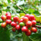 Haloppe 20 Unids Semillas de Granos de Café para la Plantación de Huertos, Semillas de Granos de Café Semillas de Mini Bonsai Perennes Naturales para Invernadero Semillas de granos de café