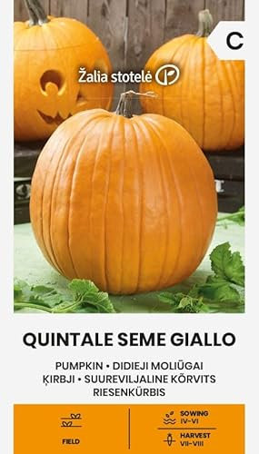Zalia Stotele | Citrouille géante - Graines de Quintale seme giallo | Graines de légumes | Planter des graines | Graines de citrouille | la pulpe est jaune, sucrée | 1 paquet