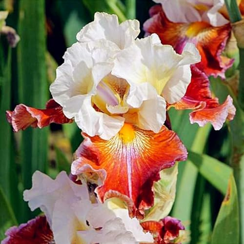 Rizoma di iris&resistenti al freddo e alla siccità,adatte per la decorazione di giardini e balconi/adatte come regali per le feste-4 bulbi-j